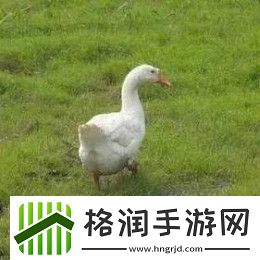 抖音抓鸭子表情包分享