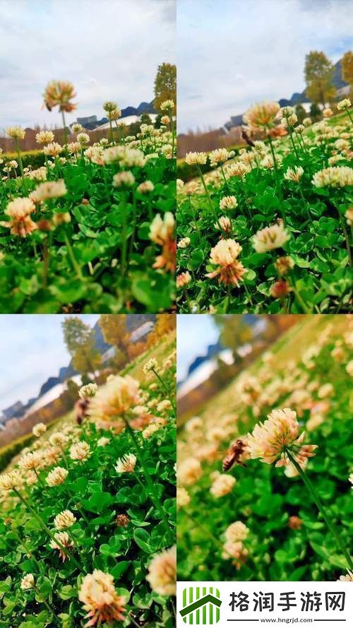 丰富多彩的野花社区视频www网友们热议