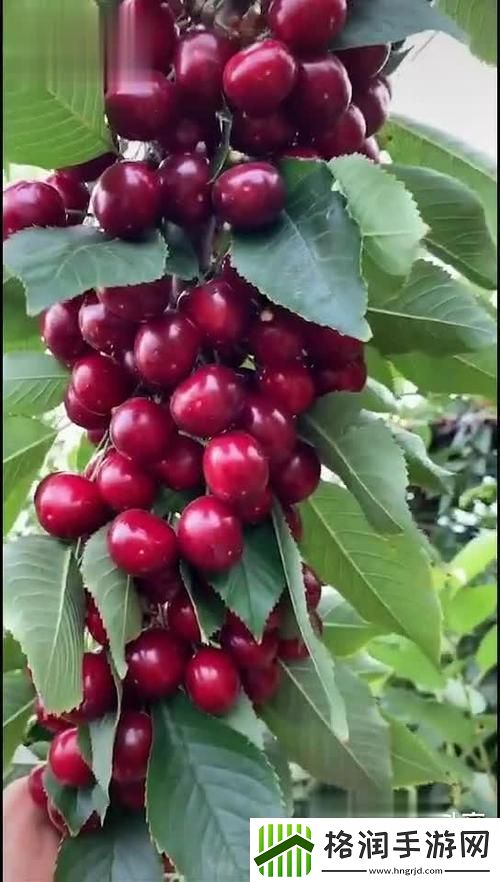 樱桃视频免费观看视频大全