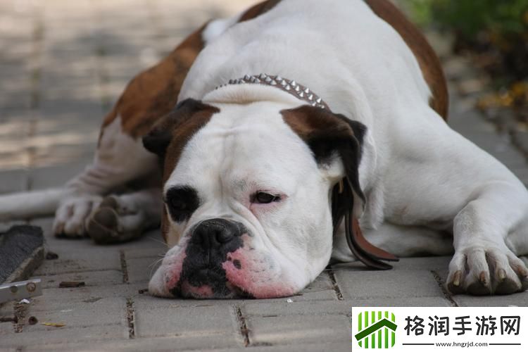 美国人与动物胶配方大全