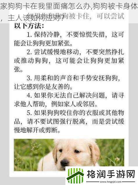 家狗狗卡在我里面痛怎么办