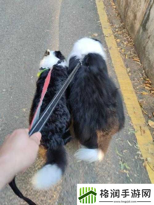 一人一狗卡了六个小时视频