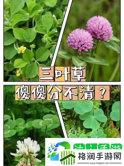 成品人精品人的区别四叶草