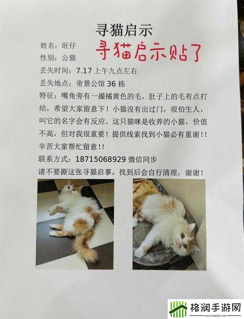 猫咪不见了到底该怎么办