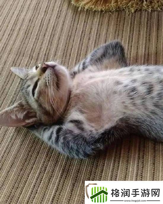 欧美红身材现状