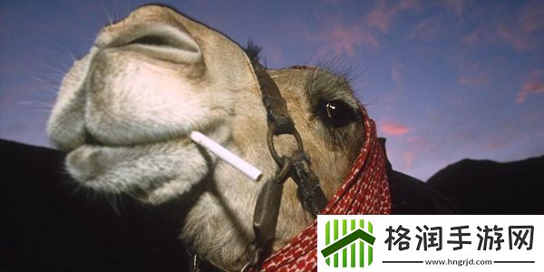 抽烟抽骆驼的下一句介绍