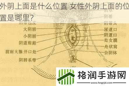 外阴上面是什么位置