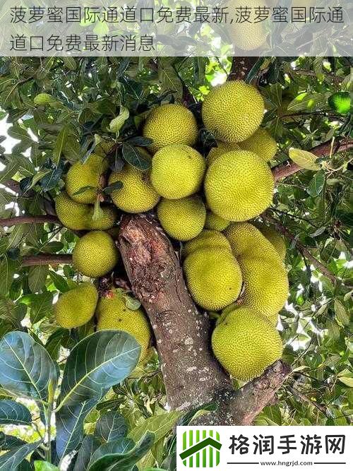 菠萝蜜国际通道口免费最新