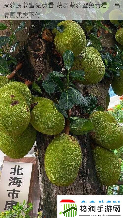 菠萝菠萝蜜免费看;菠萝菠萝蜜免费看