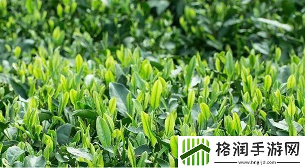 抖音黑茶青茶菊花茶梗意思介绍