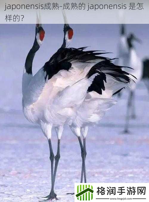 japonensis成熟