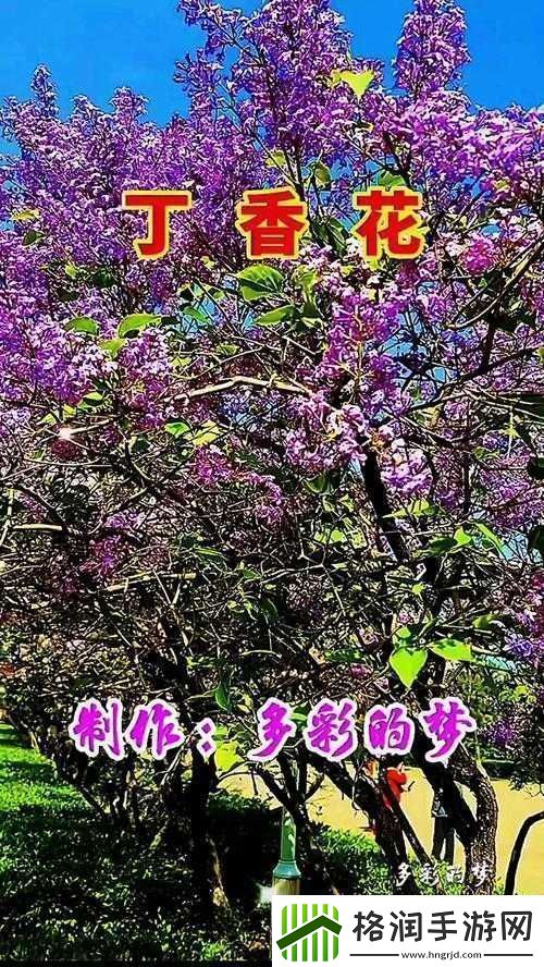 如何观看免费高清完整的丁香花在线视频
