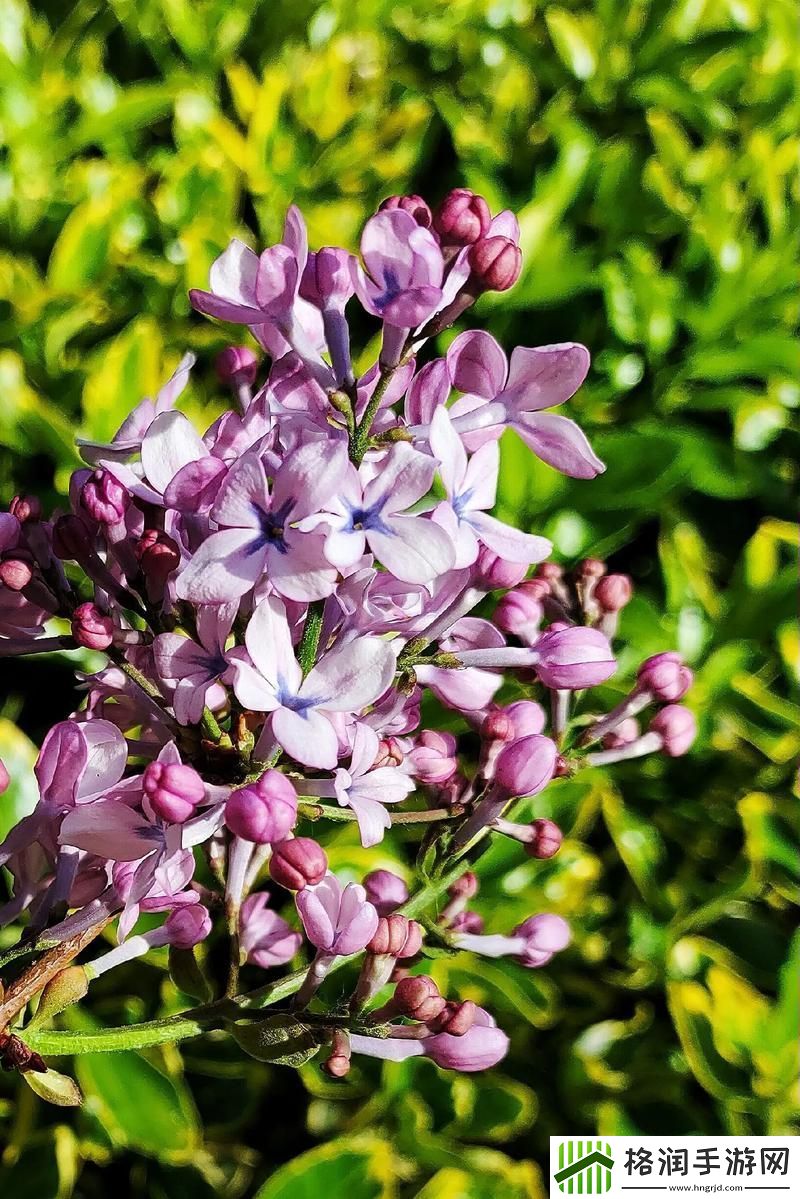 丁香花免费高清完整在线观看