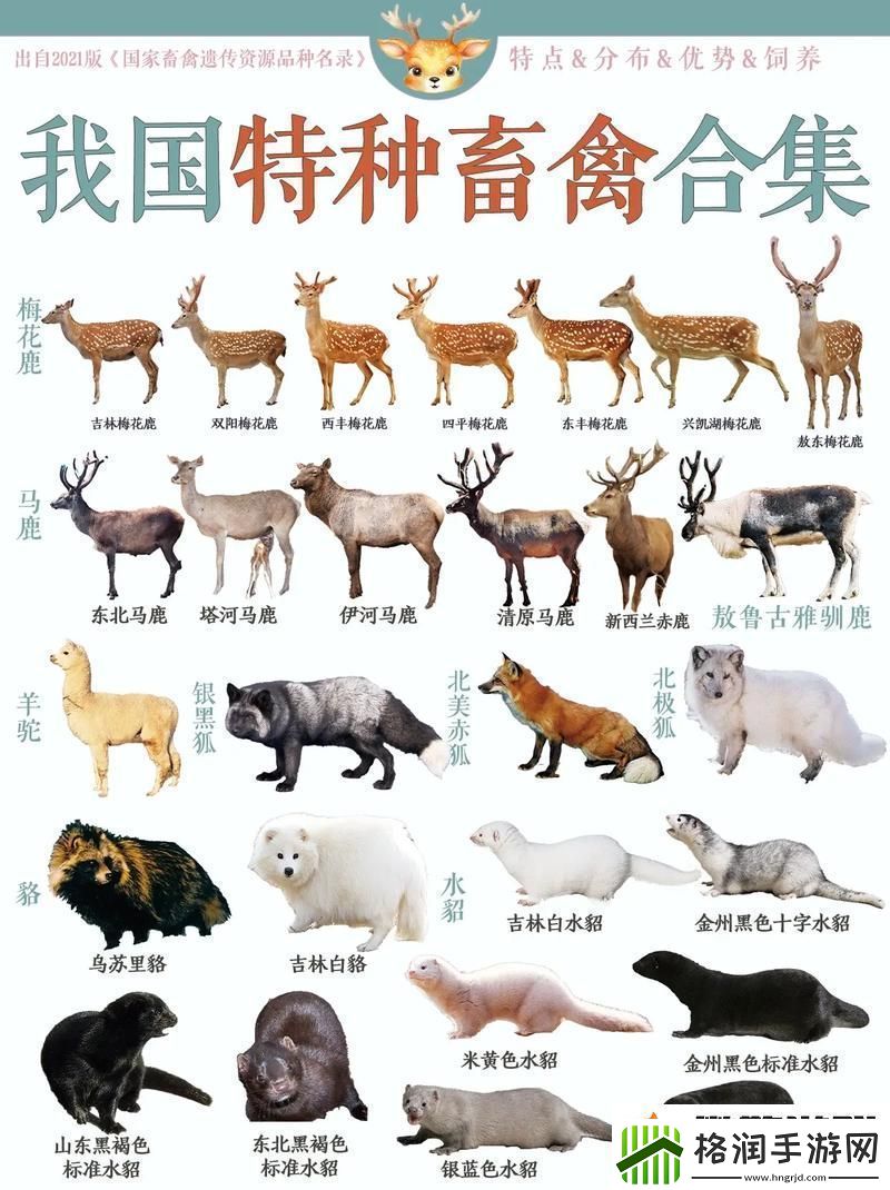 人物畜禽狗高清在线观看探讨人狗关系与情感纽带