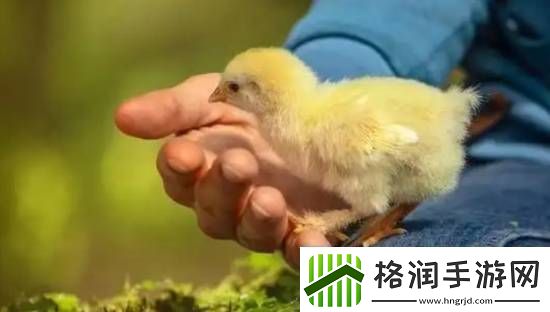 印度一男子因生吞小鸡窒息而亡