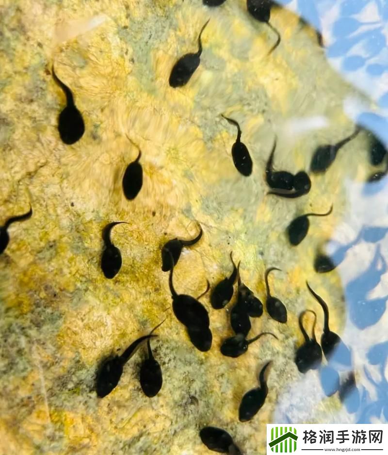 国产91精品㊙️入口蝌蚪流畅不卡顿