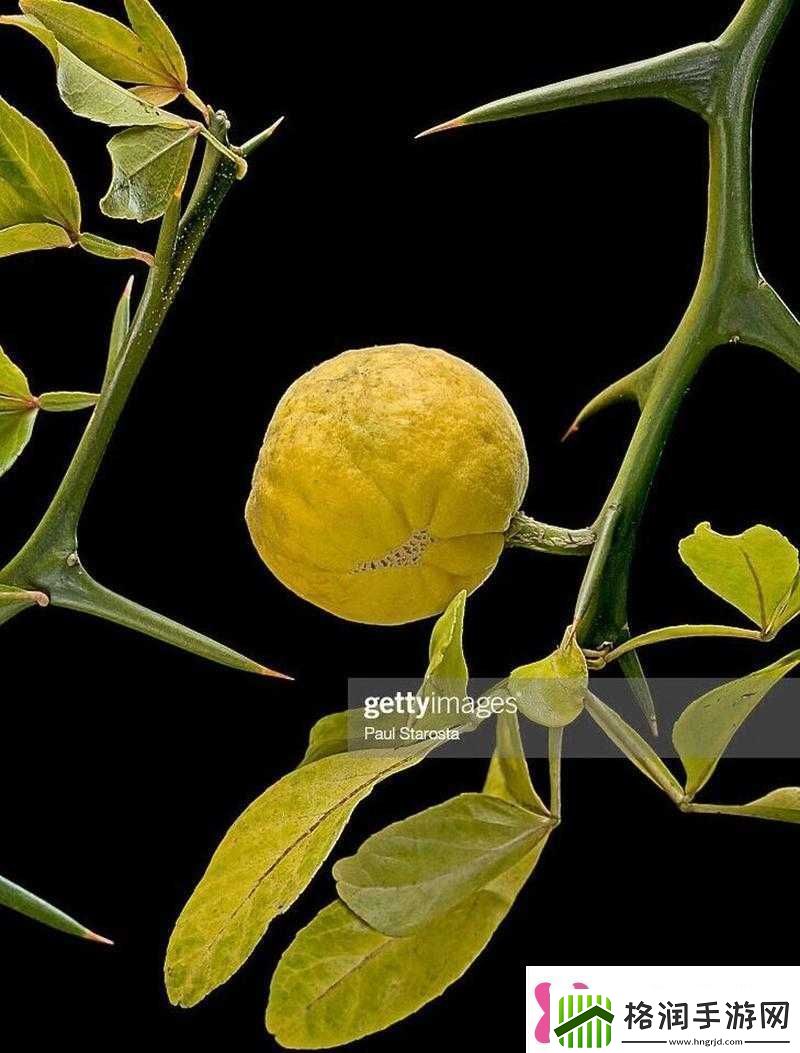 积枳桶积枳站是什么有何特点与功能快来一探究竟