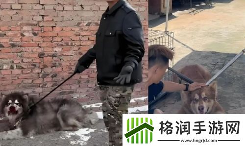 训狗一哥潘宏又出事