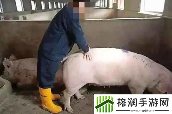 女人和公猪交内谢