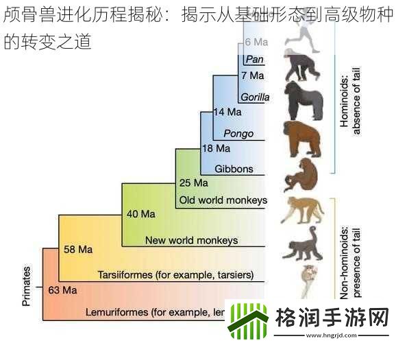 颅骨兽进化历程揭秘