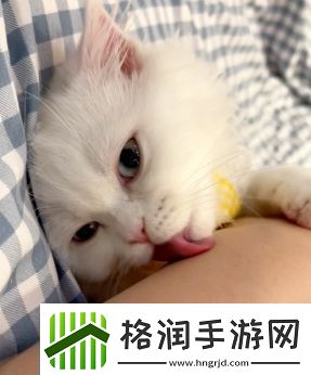 舔猫型是什么梗络用语舔猫型梗意思及出处分享