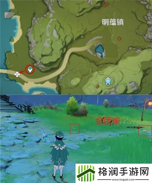 原神金团雀在哪里捕捉