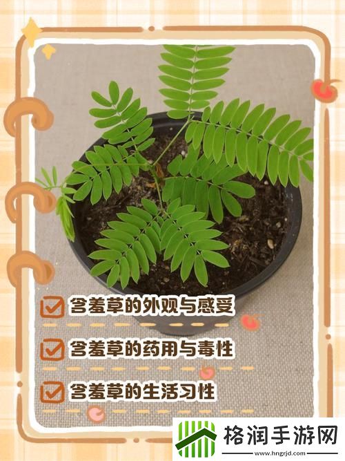 含羞草是清清爽爽的上线