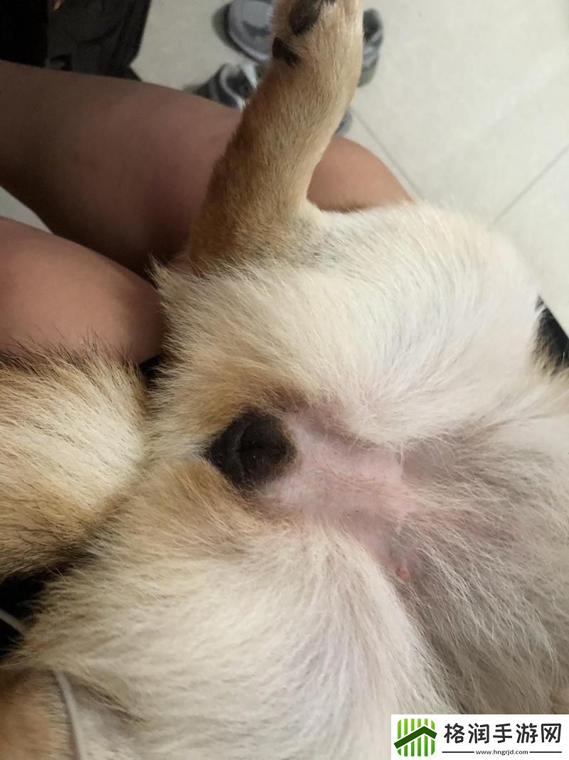 探讨狗狗舔**会感染HPV吗的真相