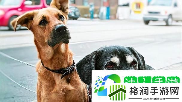 人狗大战2高清正版免费揭秘